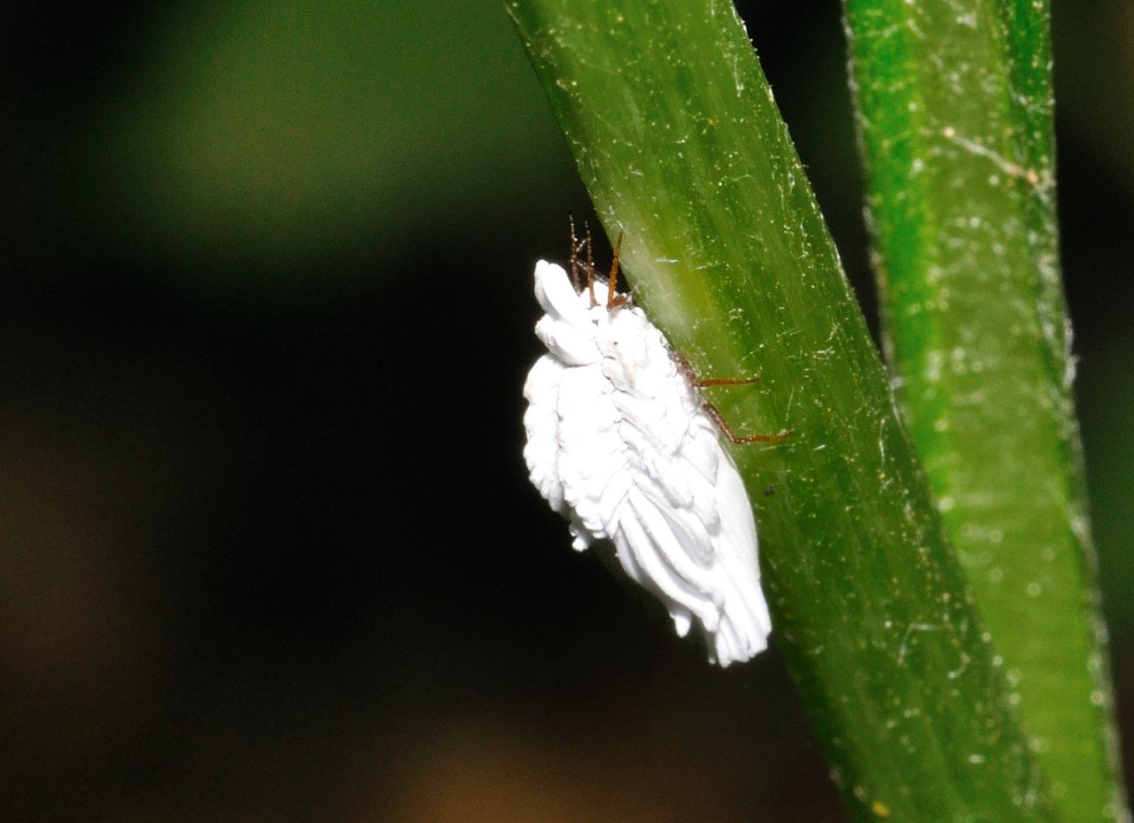 Ortheziidae: Orthezia sp.